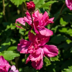 Lucy Red Althea (Tree Form) 10 Lucy Red Althea (Tree Form) -Pixies Gardens Lucy Rose of sharon althea 2 600x600 c3632db6 b263 49fd abb5 b37f86efeffa