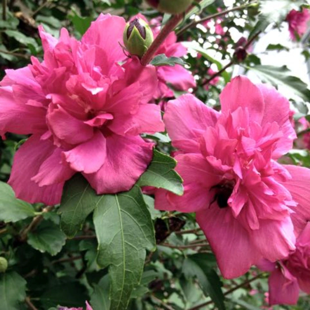 Rosy Red Althea Aka Rose Of Sharon Tree 1 Rosy Red Althea Aka Rose Of Sharon Tree