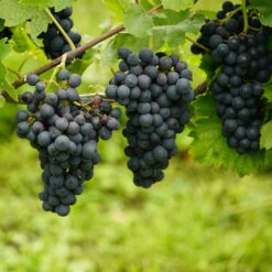 Marechal Foch - Grapes For Red Wine