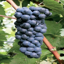 Marechal Foch - Grapes For Red Wine -Pixies Gardens Marechal Foch G1