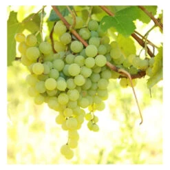 Marquis Seedless Grapes