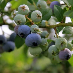 Meadowlark Blueberry Bush