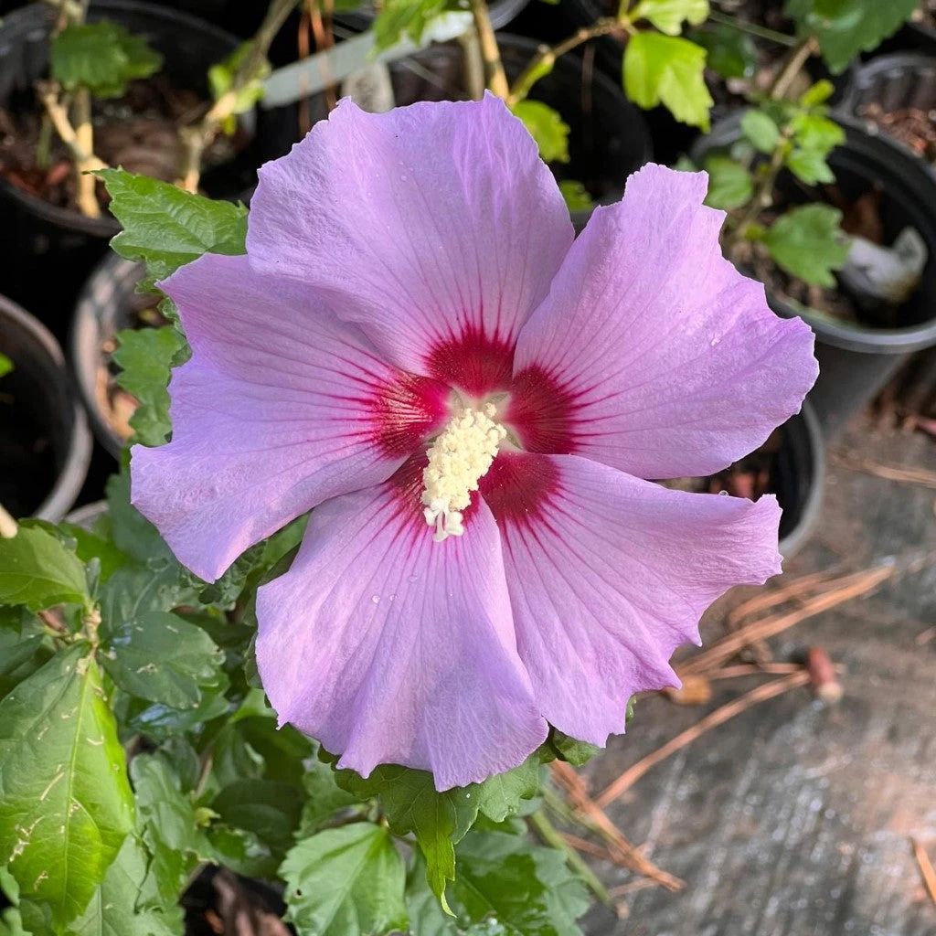 Minerva Althea Tree (Rose Of Sharon) 2 Minerva Althea Tree (Rose Of Sharon) - Image 2