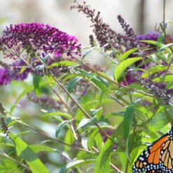 Attraction Butterfly Bush -Pixies Gardens Monarch on Buddleja davidii Attraction Butterfly Bush 800x300 1