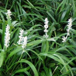 Liriope Muscari 'Monroe's White' - [CG] -Pixies Gardens Monroe White 001 480x4web d52a0002 f0f7 4457 afe7 07298d53de53