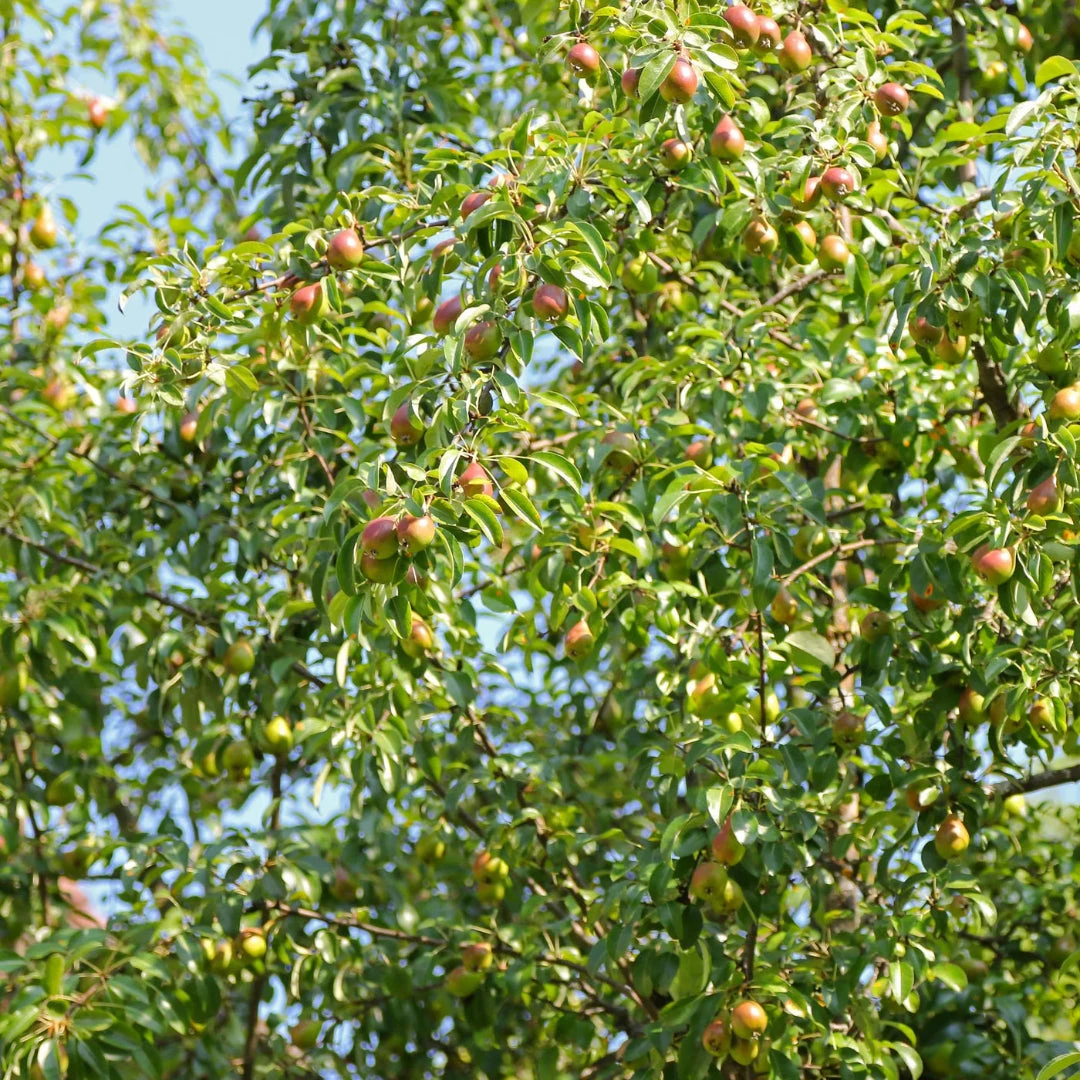 Moonglow Pear Tree 5 Moonglow Pear Tree - Image 5