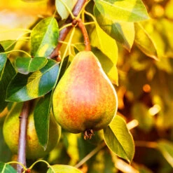 Moonglow Pear Tree 9 Moonglow Pear Tree -Pixies Gardens Moonglow Pear Tree 3