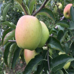 Mutsu Apple Tree 11 Mutsu Apple Tree -Pixies Gardens Mutsu 1 800x600 1
