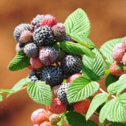 Raspberry Mysore, Excellent Flavored Raspberry Adapted Well To Warmer Regions