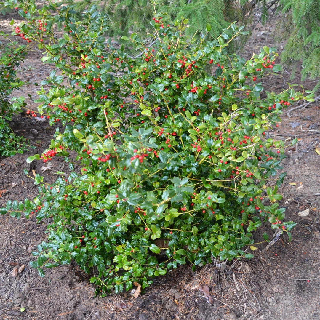 China Girl Ilex 2 China Girl Ilex - Image 2