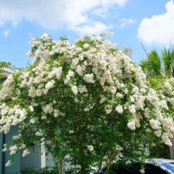 White Crape Myrtle -Pixies Gardens Natchez Crape Myrtle Tree 2