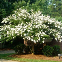 White Crape Myrtle -Pixies Gardens Natchez Crape Myrtle 2 BB 1024x1024 7124cf31 f19e 40f1 992e 95800f8840c4