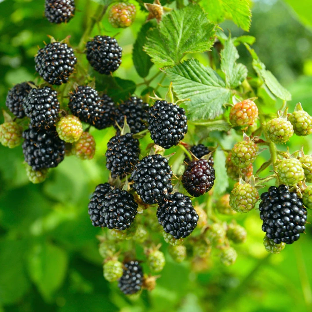 Navaho Blackberry 2 Navaho Blackberry - Image 2