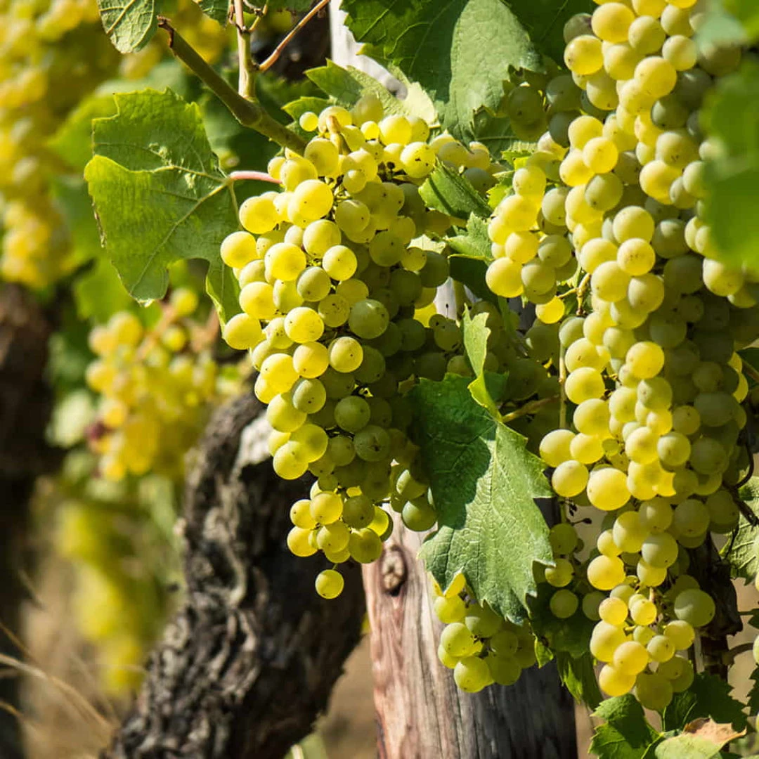 Niagara Grape Vine Shrub 5 Niagara Grape Vine Shrub - Image 5