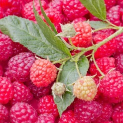 Nova Raspberry 15 Nova Raspberry -Pixies Gardens NovaRedRaspberry 1024x682 1