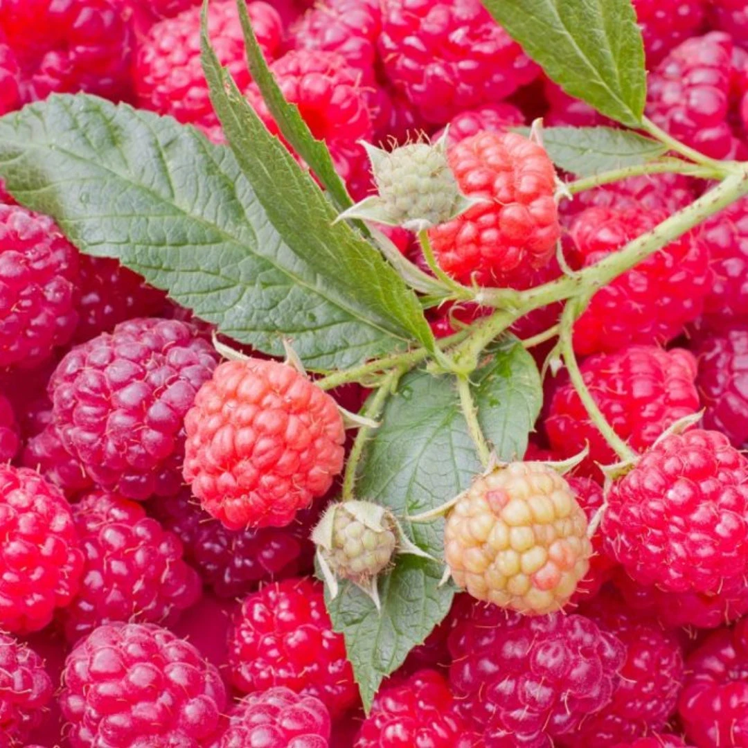 Nova Raspberry 7 Nova Raspberry - Image 7