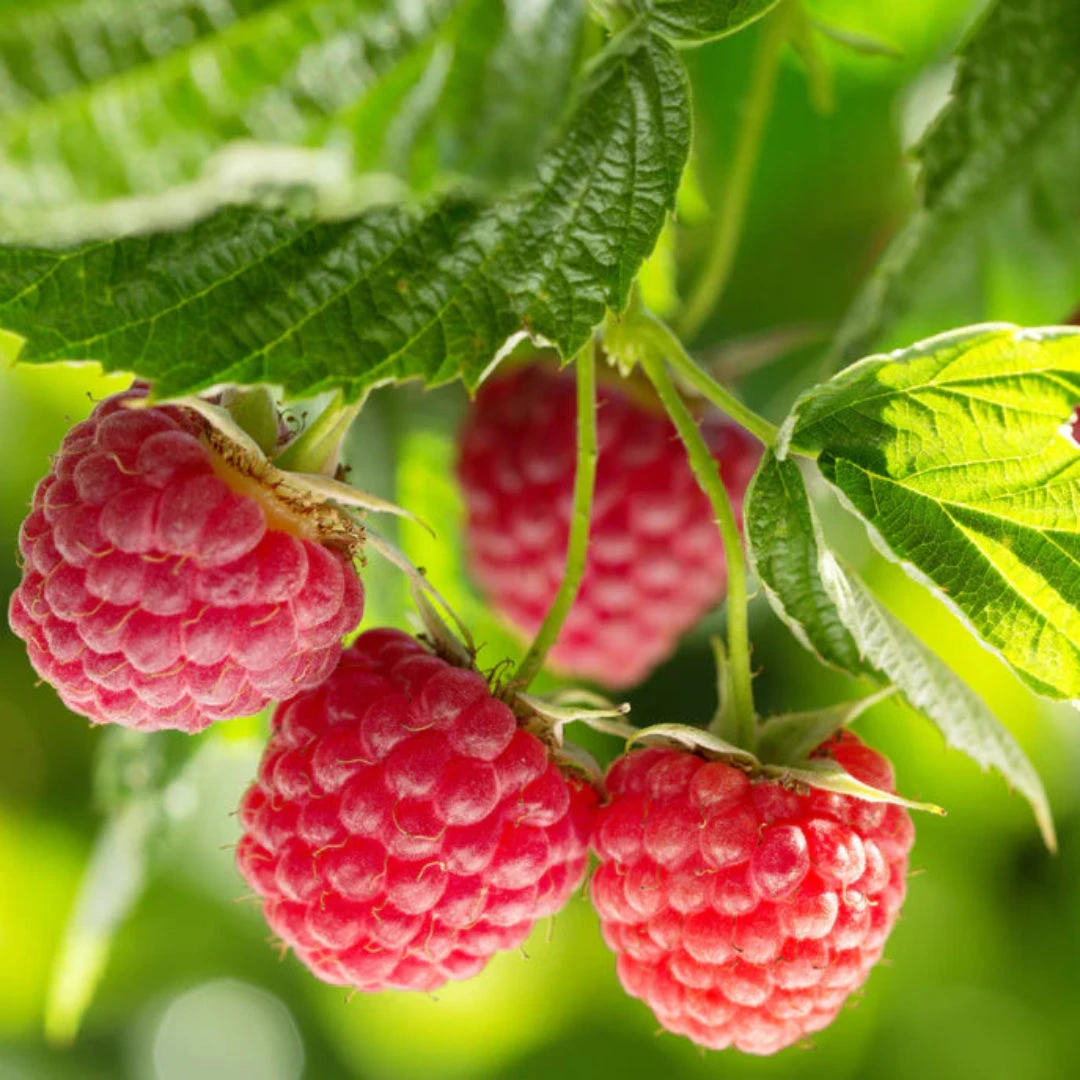 Nova Raspberry 3 Nova Raspberry - Image 3