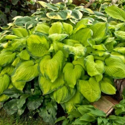 Hosta 'Guacamole' Plantain Lily - [EG] -Pixies Gardens O20Guacamole