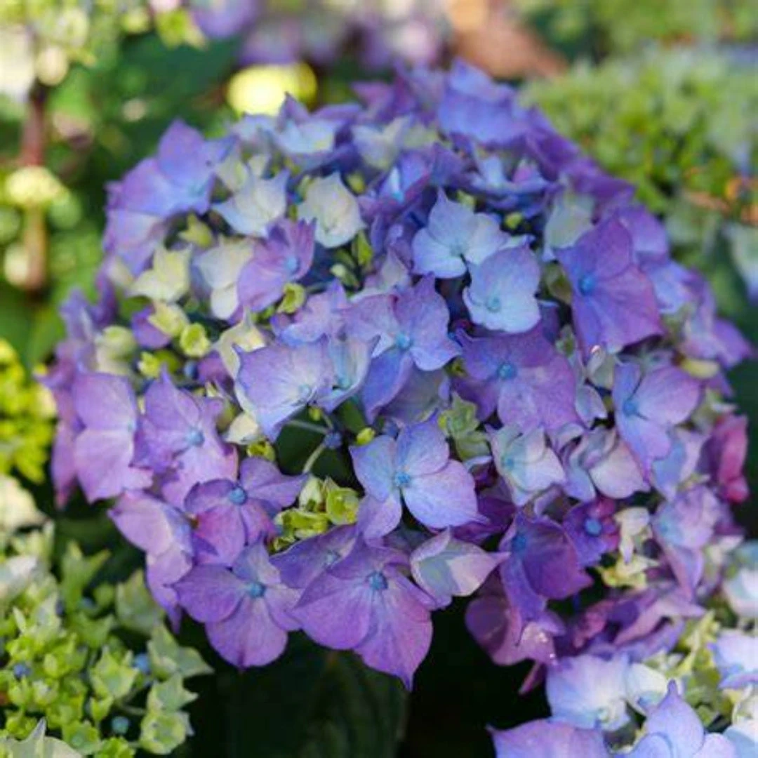 Let's Dance Lovable Hydrangea 3 Let's Dance Lovable Hydrangea - Image 3