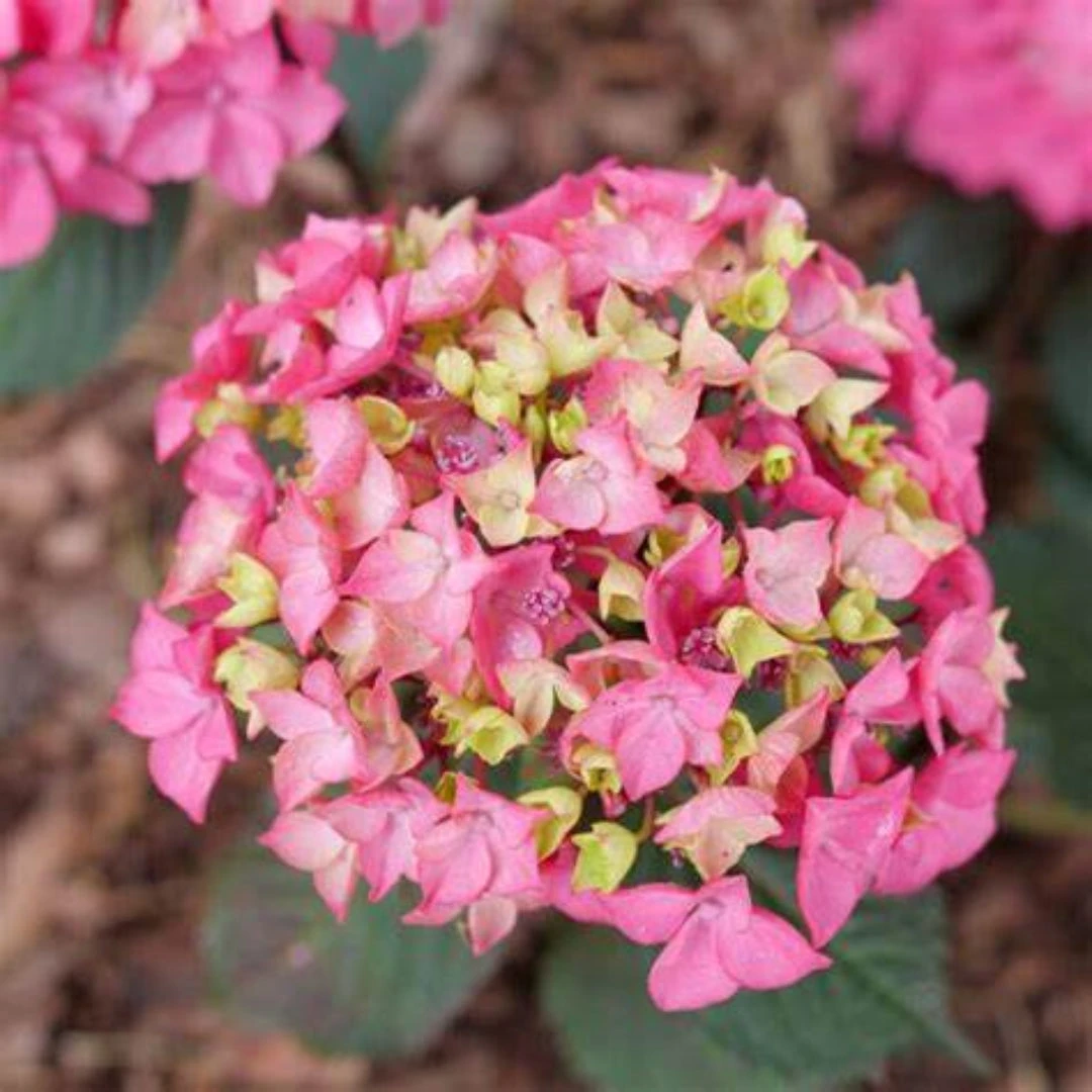 Let's Dance Lovable Hydrangea 2 Let's Dance Lovable Hydrangea - Image 2