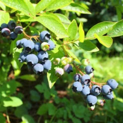 Premier Blueberry Bush 12 Premier Blueberry Bush -Pixies Gardens OIP 2e299649 e97a 4960 a951 6a4bee321e8f