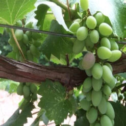 Neptune Seedless Grape -Pixies Gardens OIP 437d611a 4598 4e04 b3a2 ee88ab403ebe