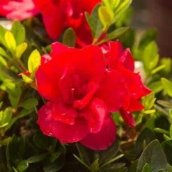 Red Reblooming Azalea