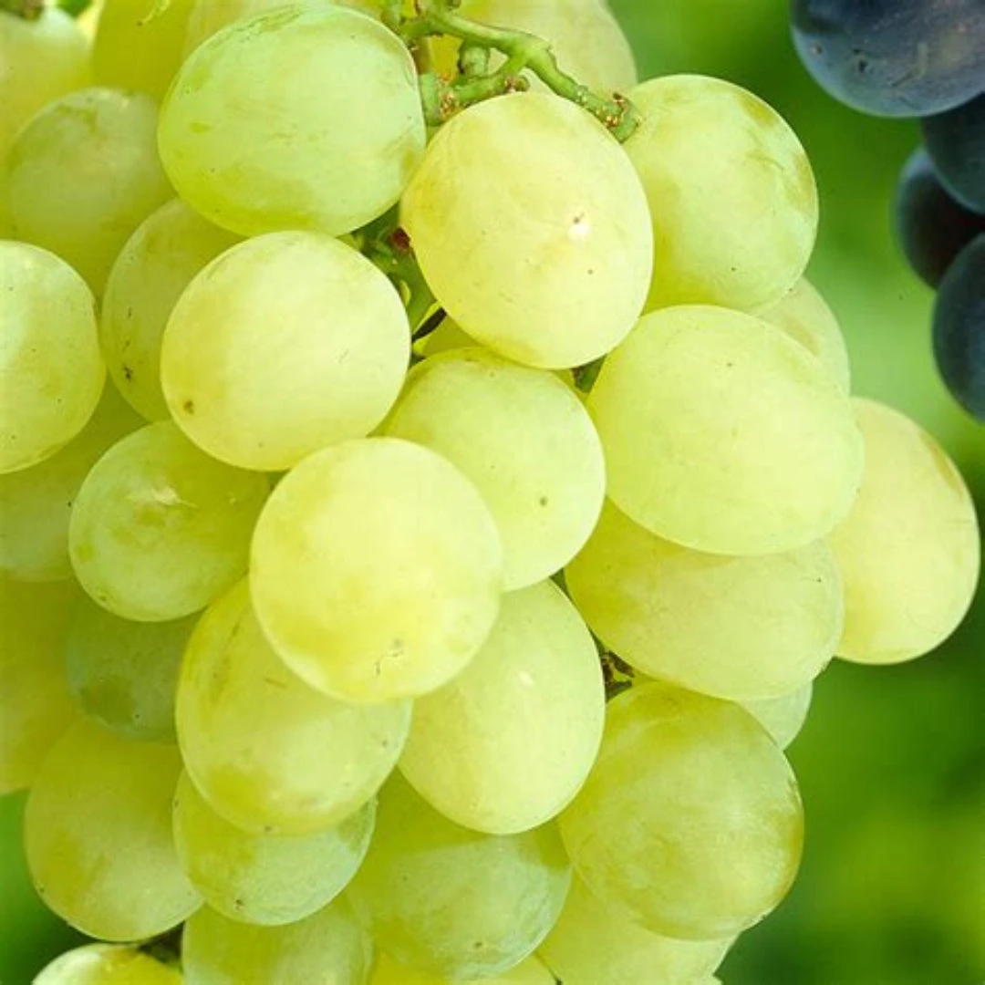 Himrod Seedless Grapes 1 Himrod Seedless Grapes