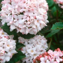 Cayuga Viburnum Shrub -Pixies Gardens OIP 8a6570c3 ecb1 4eae b213 6b9fcbbb5274