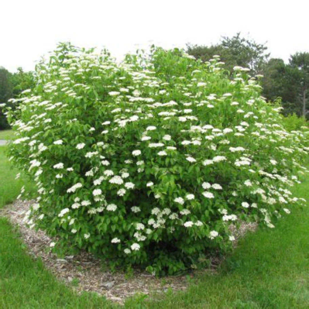 Arrowwood Viburnum Shrubs 5 Arrowwood Viburnum Shrubs - Image 5