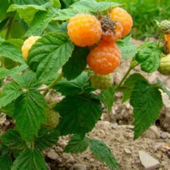 Anne Everbearing Yellow Raspberry -Pixies Gardens OIP 9ba348d7 911a 4114 b332 20f565d734c8