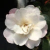 Orchid October Magic Camellia Sasanqua