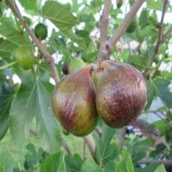 Olympian Fig Tree 13 Olympian Fig Tree -Pixies Gardens Olympian Fig Tree 3 Live Starter Plants Ficus Carica Edible Fruit Tree for 12ed9090 2fc9 4ead 9991 91c21cd55ea0.e415296c9c380e2f89433358ad657470