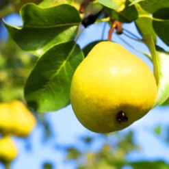 Orient Pear Tree 13 Orient Pear Tree -Pixies Gardens Orient Pear Tree 4