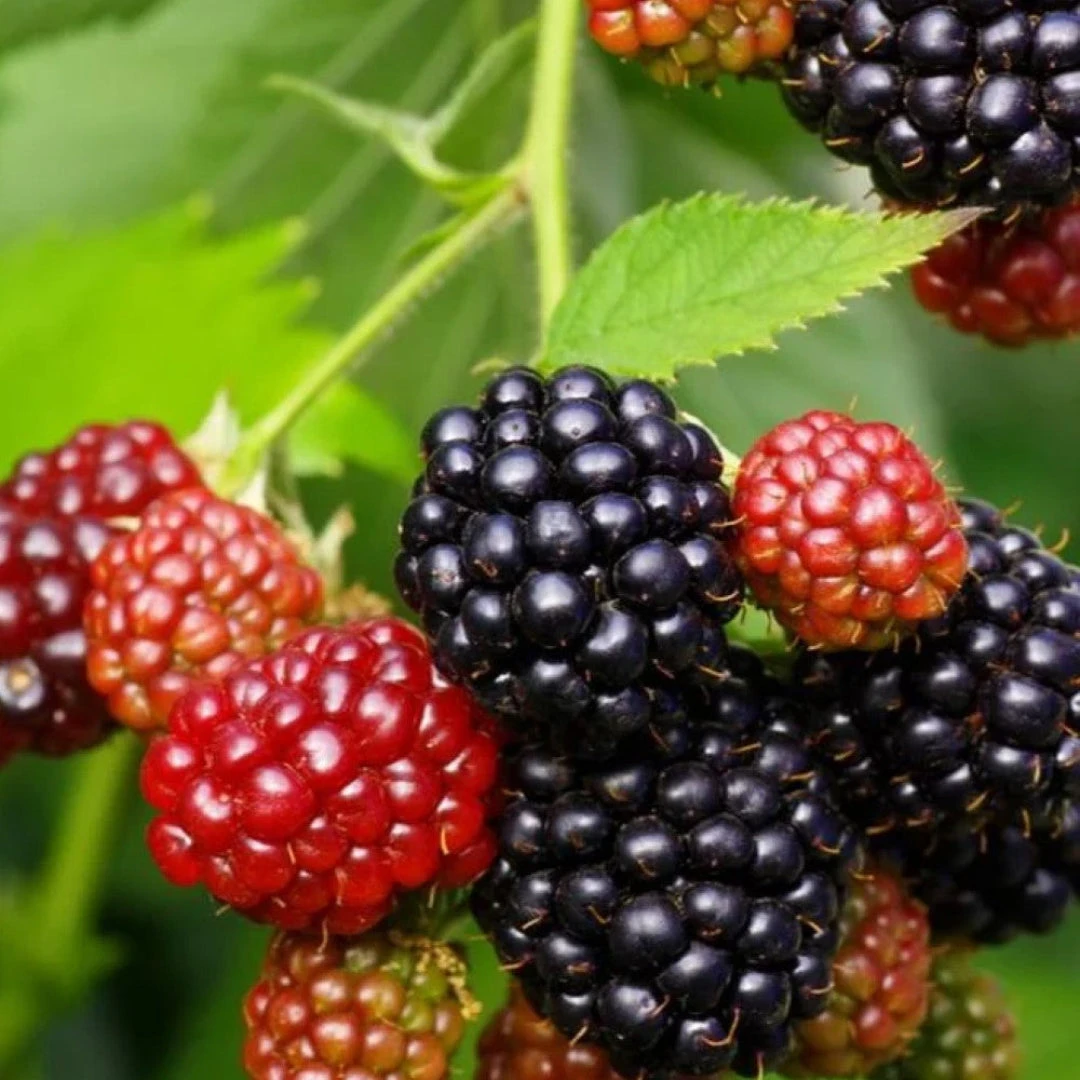 Osage Blackberry 1 Osage Blackberry