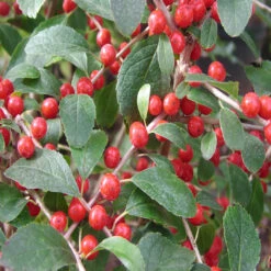 Flash Holly -Pixies Gardens P1011418