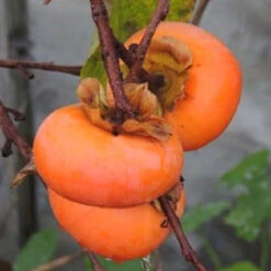 Matsumoto Fuyu Japanese Persimmon -Pixies Gardens PERSIMMON575