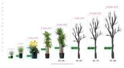 Abelia 'Edward Goucher' -Pixies Gardens PG 1346