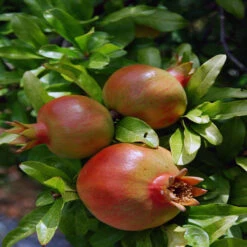 Salavatski Pomegranate -Pixies Gardens POM SWE 1