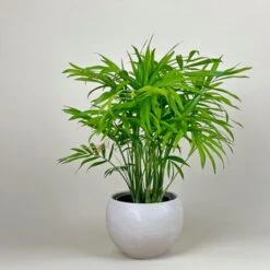 Neanthe Bella Palm Hanging Basket (Live Indoor Plants) 6 Neanthe Bella Palm Hanging Basket (Live Indoor Plants) -Pixies Gardens Palm Neanthe Bella Front