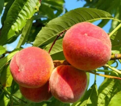 Gulf King Peach 10 Gulf King Peach -Pixies Gardens PeachTreeFlordaGrande 352646ae 3370 4302 a163 3ccac76598ec