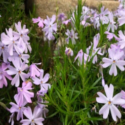 Phlox Subulata (Blue), Thrift, Creeping Phlox - [EG] -Pixies Gardens Phlox subulate flowe SRXvhN6EF44P