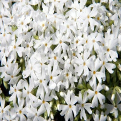 Phlox Subulata 'Snowflake' White Creeping Phlox - [EG] -Pixies Gardens Phloxsubulata Snowflake 4nbrcgwi