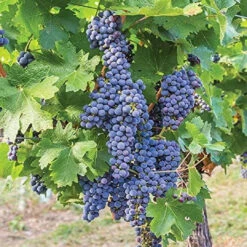 Mars Black Seedless Grape Vine -Pixies Gardens Pixies Gardens 1 Gallon Mars Seedless Grape Vine Shrub Live Fruit Plant for Planting Blue Grapes Good in Hot Summer Areas cd6ecda5 d485 42f4 a081 5602d11d1f18.ee9b2342d076e00377469029