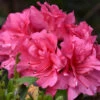 Autumn Carnival Encore Azalea