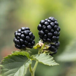 Ponca Thornless Blackberry -Pixies Gardens Ponca Blackberry