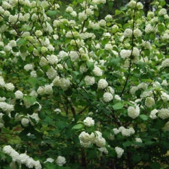 Popcorn Viburnum Shrub