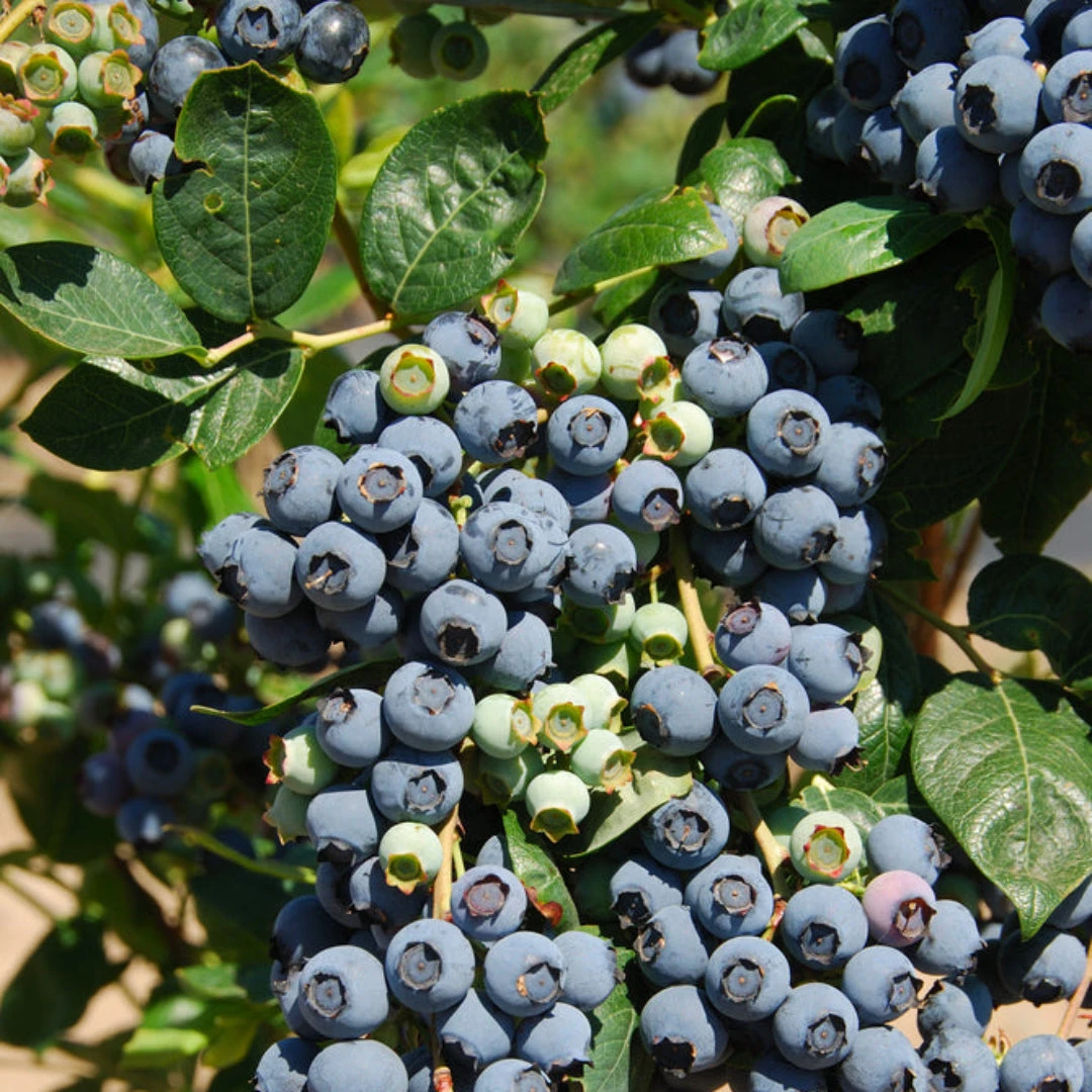 Premier Blueberry Bush 2 Premier Blueberry Bush - Image 2