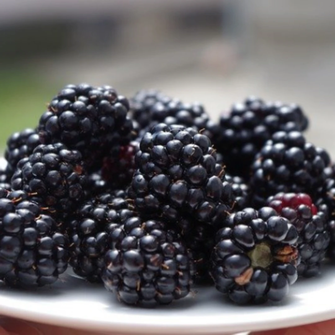 Prime Ark 45 Blackberry 4 Prime Ark 45 Blackberry - Image 4