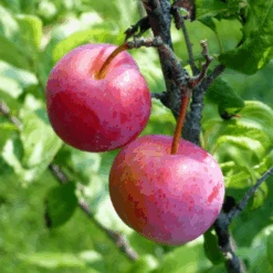 Ozark Premier Plum Tree -Pixies Gardens Product Images 2 4